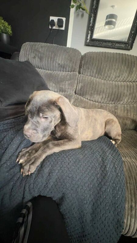 Cane Corso puppies for sale in Chapel St Leonards, Lincolnshire – 3 months old - Image 2 of 3