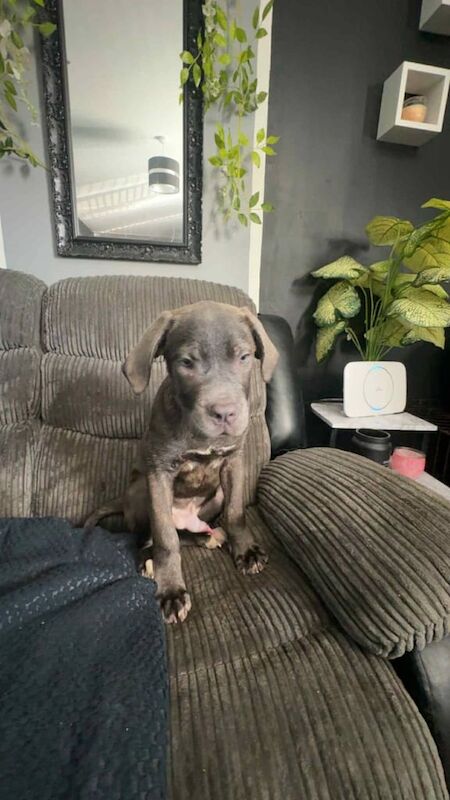 Cane Corso puppies for sale in Chapel St Leonards, Lincolnshire – 3 months old - Image 3 of 3