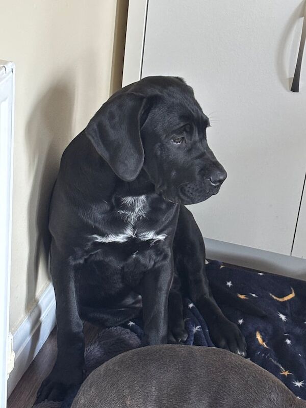 Cane Corso puppies for sale in Stourbridge, West Midlands – 8 weeks old