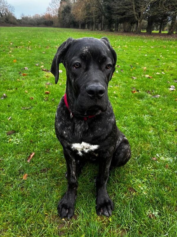 Cane Corso puppies for sale in Kingston upon Hull, East Riding of Yorkshire – 4 months old