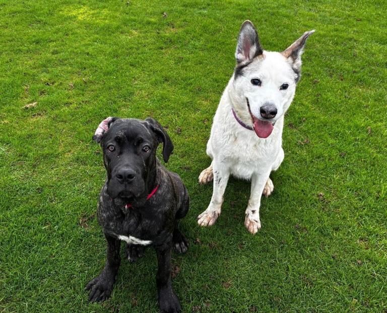 Cane Corso puppies for sale in Kingston upon Hull, East Riding of Yorkshire – 4 months old - Image 2 of 5