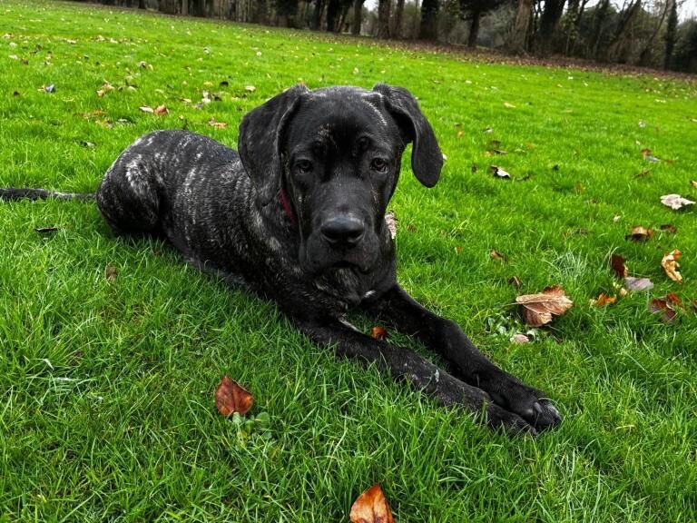 Cane Corso puppies for sale in Kingston upon Hull, East Riding of Yorkshire – 4 months old - Image 3 of 5