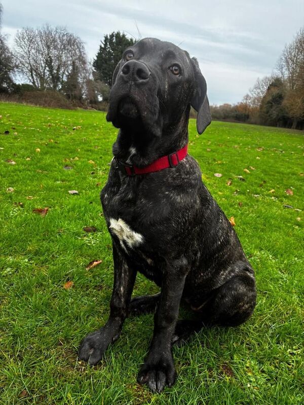Cane Corso puppies for sale in Kingston upon Hull, East Riding of Yorkshire – 4 months old - Image 4 of 5