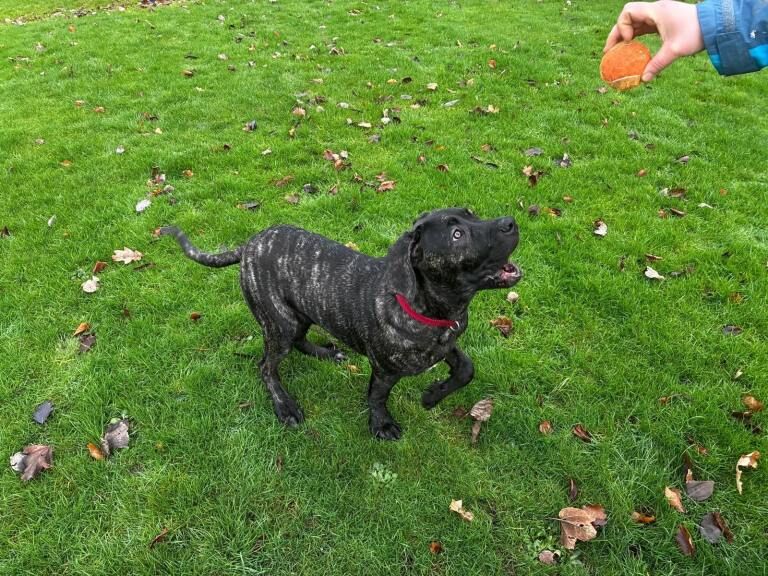 Cane Corso puppies for sale in Kingston upon Hull, East Riding of Yorkshire – 4 months old - Image 5 of 5