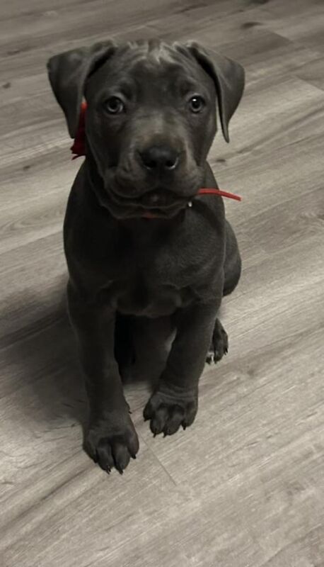 Cane Corso puppies for sale in Broxbourne, Hertfordshire – 9 weeks old