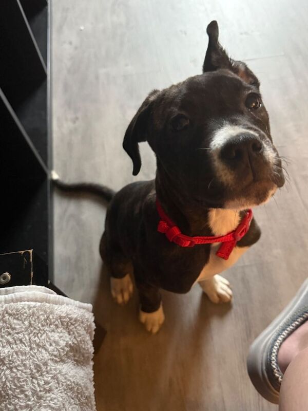 Cane corso puppy - Image 2 of 2