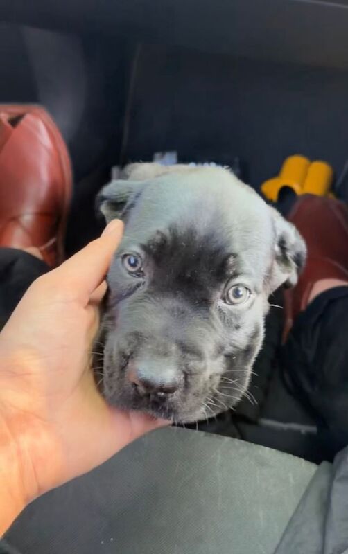 Cane Corso Puppies For Sale