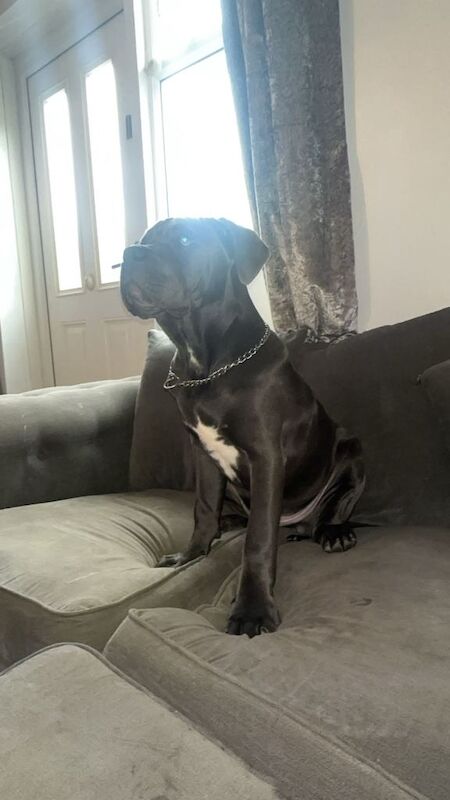 Cane corso puppy 4 months old