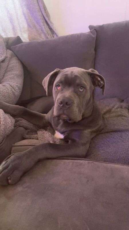 Cane corso puppy 4 months old - Image 3 of 5