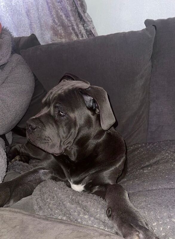 Cane corso puppy 4 months old - Image 4 of 5