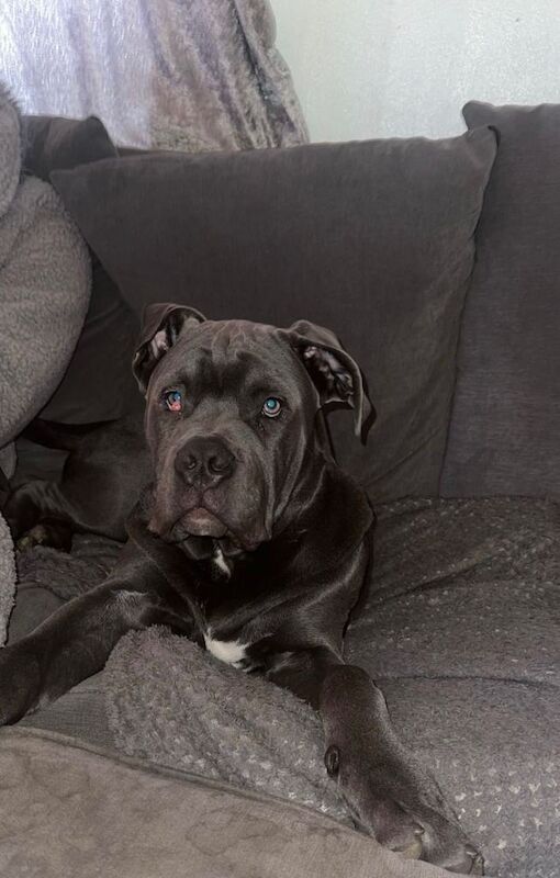 Cane corso puppy 4 months old - Image 5 of 5