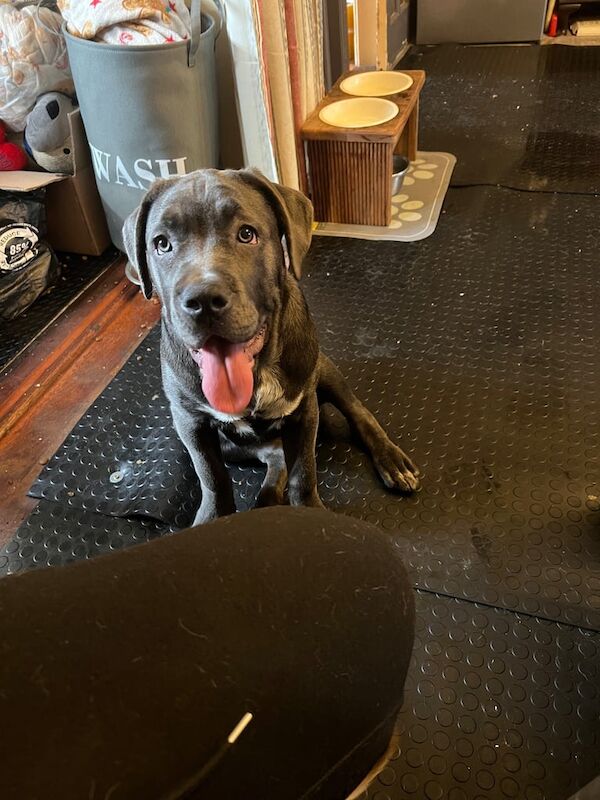 Cane corso puppy for sale in Sheerness, Kent