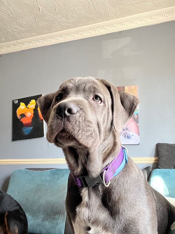 Cane corso puppy for sale in Sheerness, Kent - Image 2