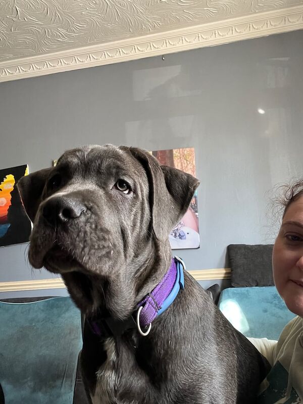 Cane corso puppy for sale in Sheerness, Kent | Image 3