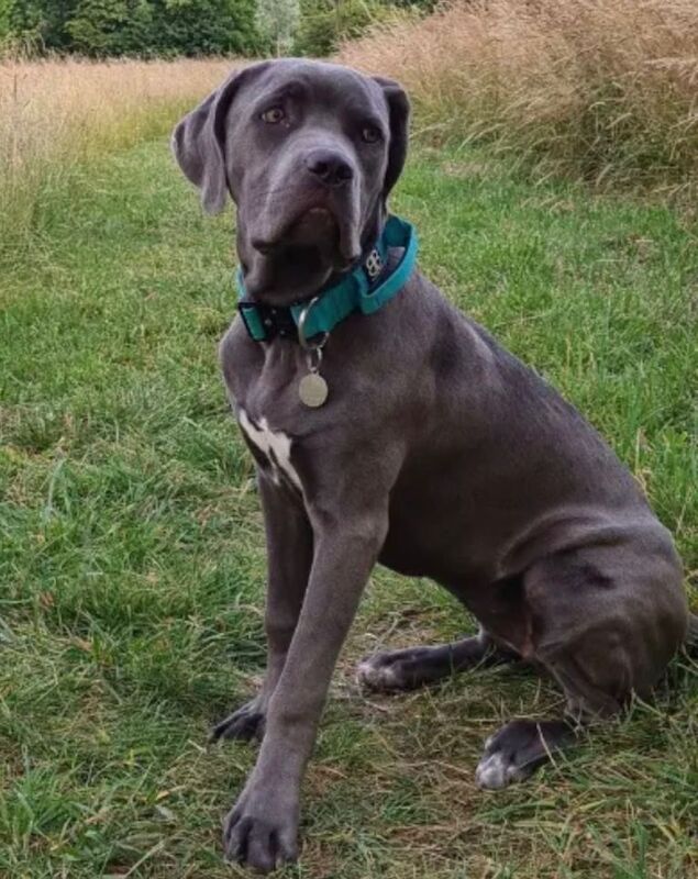 Cane Corso Puppy Puppies Blue Grey - Image 2 of 2