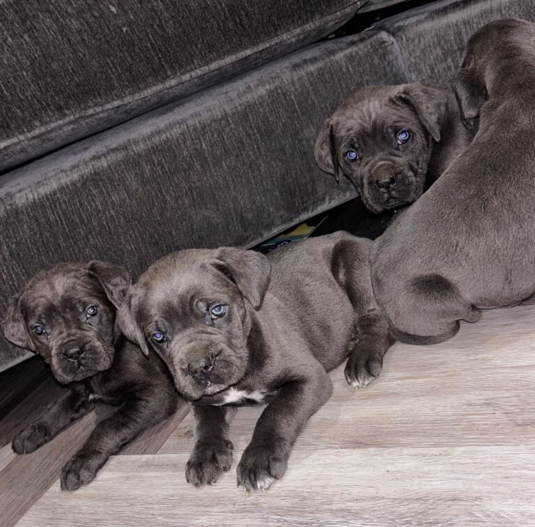 Cane Corso puppies for sale in Farnham, Surrey – 8 weeks old
