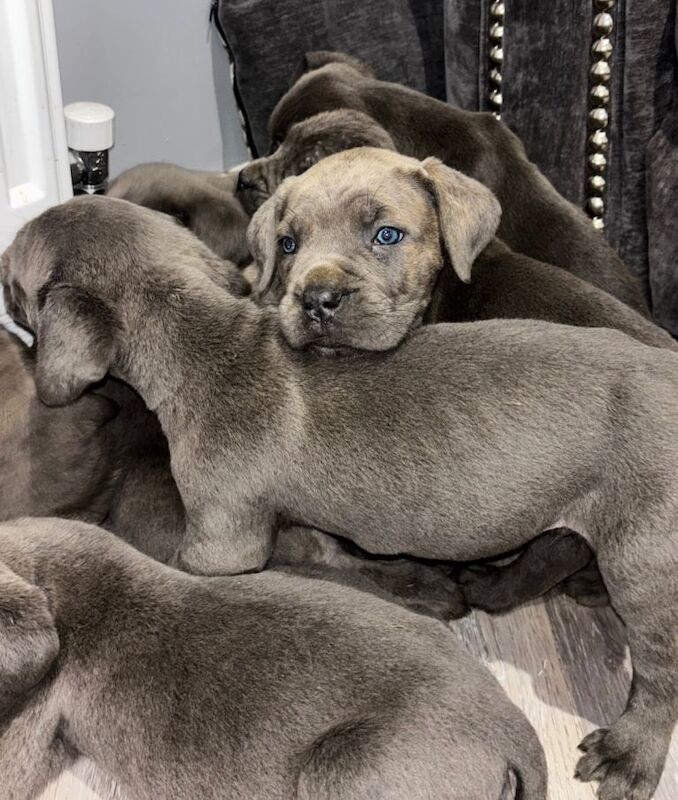 Cane Corso puppies for sale in Farnham, Surrey – 8 weeks old - Image 3 of 5