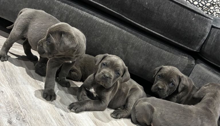 Cane Corso puppies for sale in Farnham, Surrey – 8 weeks old - Image 5 of 5