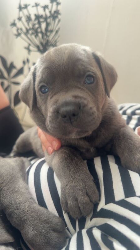 Cane Corso Puppies For Sale
