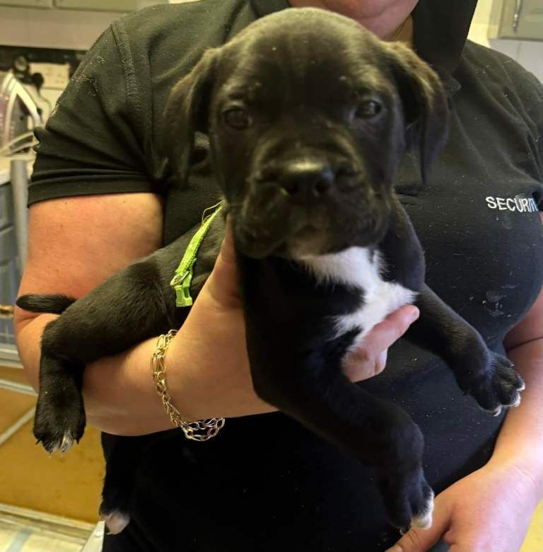 Cane Corso Puppies For Sale Under £1,000