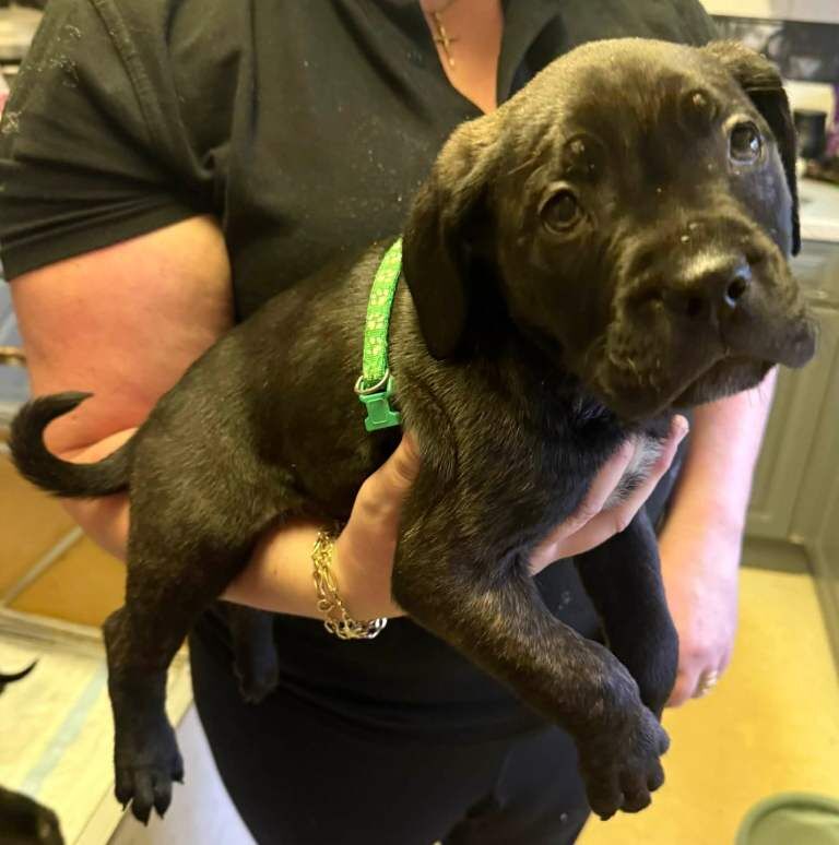 Cane corso pups 11 weeks old - Image 2 of 4