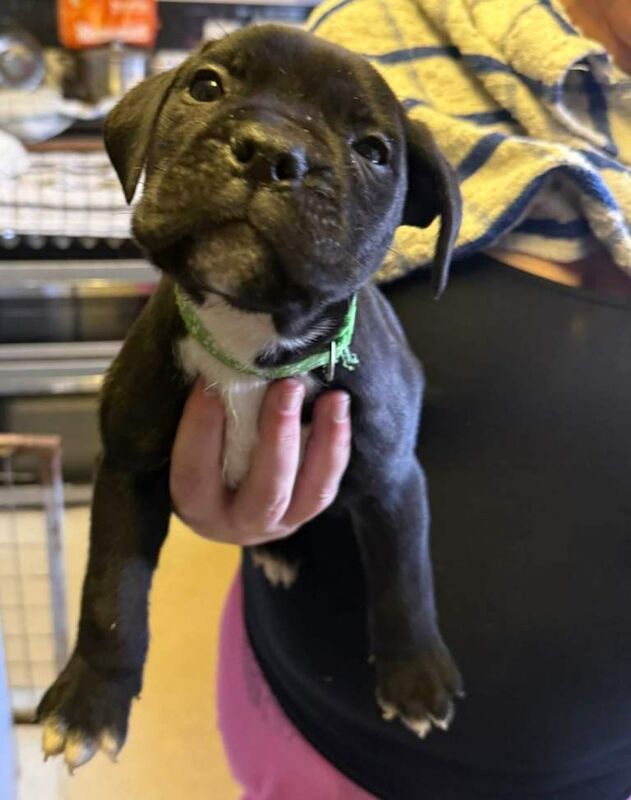 Cane corso pups 11 weeks old - Image 3 of 4