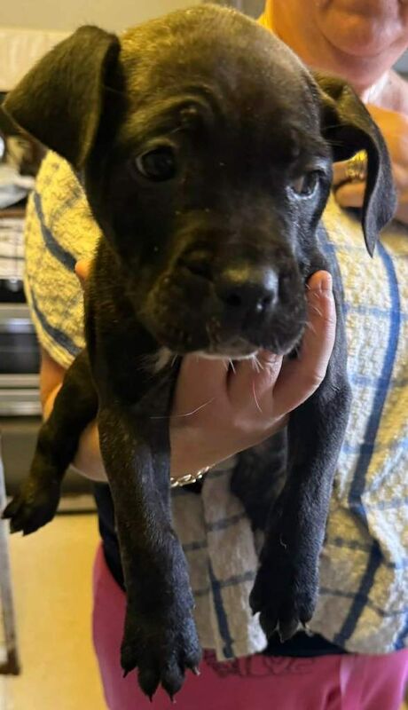 Cane corso pups 11 weeks old - Image 4 of 4