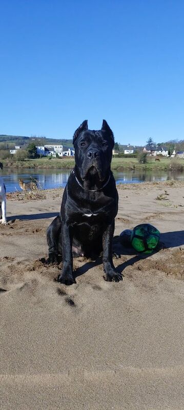 Cane corso pups for sale in Strabane, County Tyrone