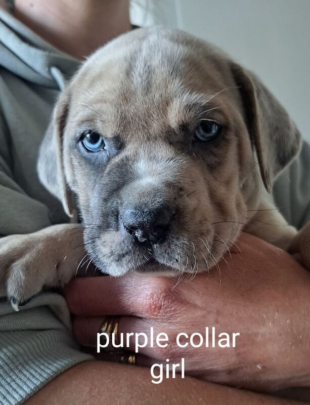 Cane corso pups for sale in Sherburn in Elmet, North Yorkshire