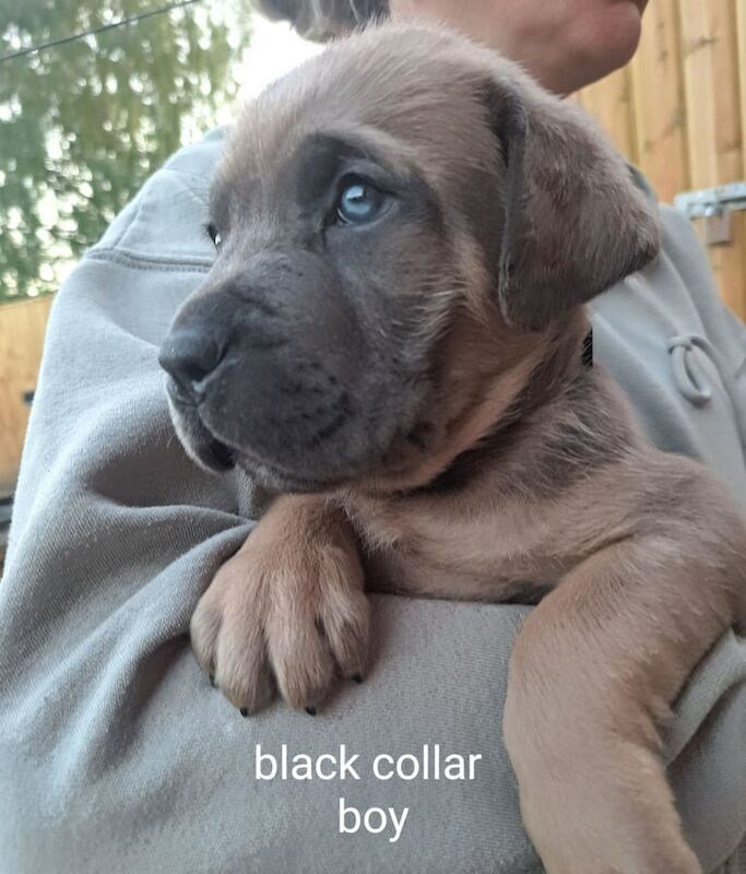 Cane corso pups for sale in Sherburn in Elmet, North Yorkshire | Image 2