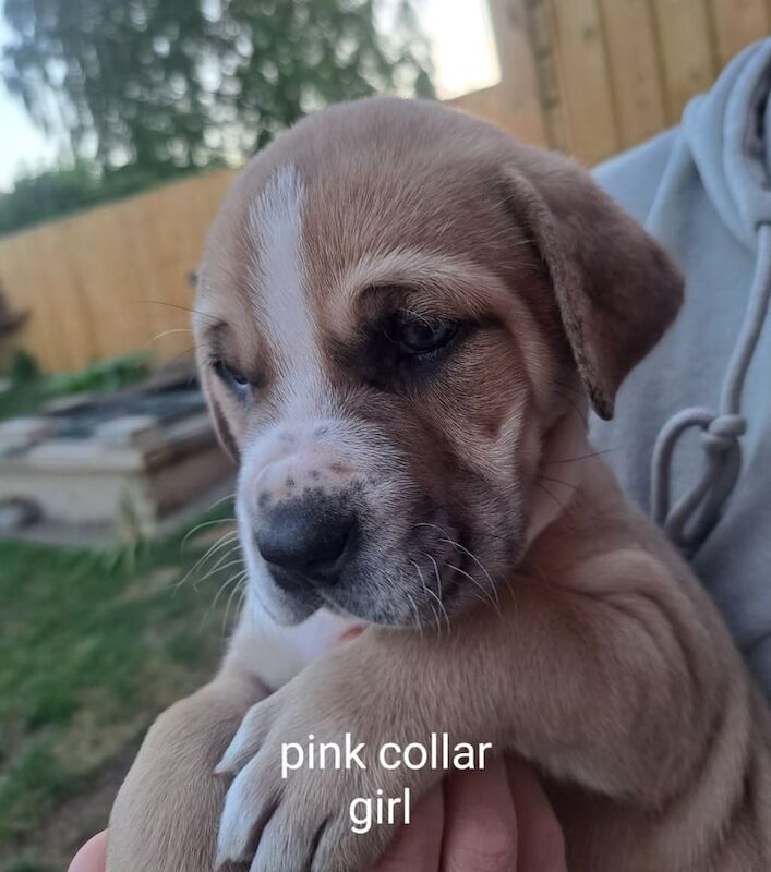 Cane corso pups for sale in Sherburn in Elmet, North Yorkshire | Image 3