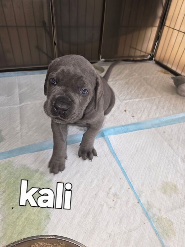 Cane Corso puppies for sale in Armadale, West Lothian – 8 weeks old