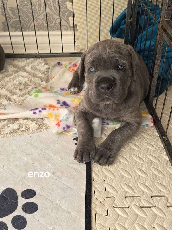 Cane Corso puppies for sale in Armadale, West Lothian – 8 weeks old - Image 2 of 3