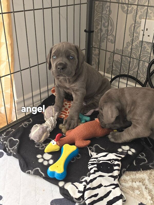 Cane Corso puppies for sale in Armadale, West Lothian – 8 weeks old - Image 3 of 3