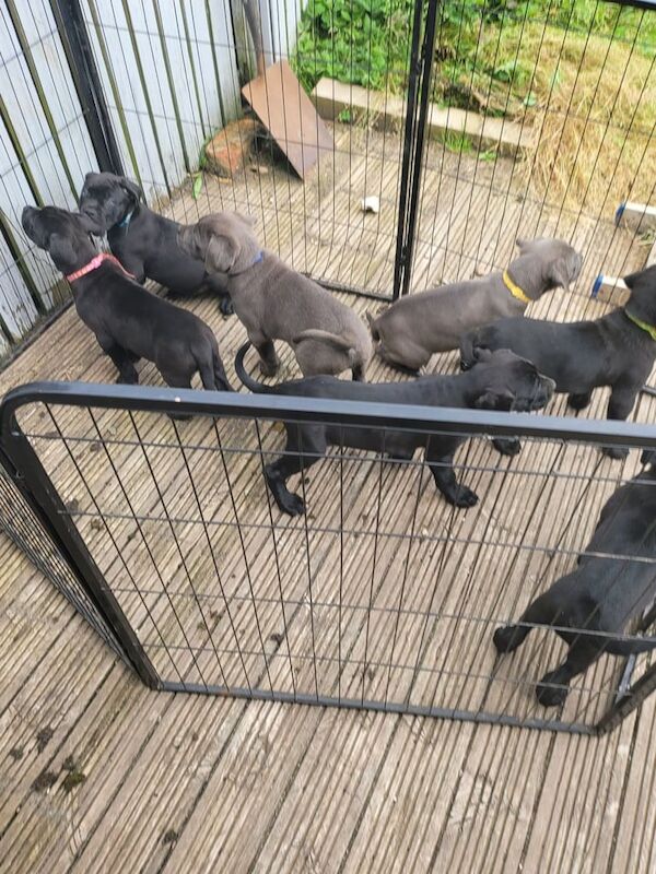 Cane Corso puppies for sale in Greenock, Renfrewshire – 6 weeks old