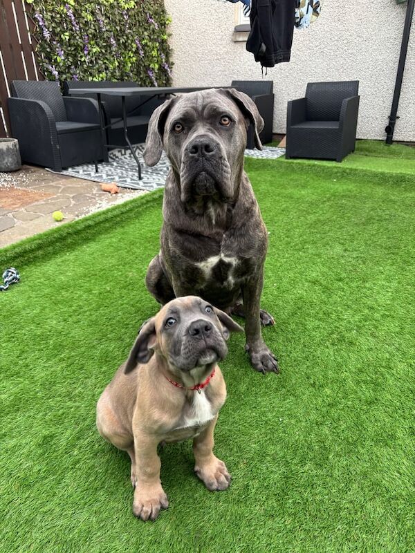 Cane Corso puppies for sale in Montrose, Angus – 9 weeks old