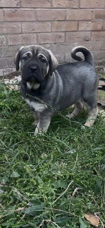 Cane Corso puppies for sale in Kidderminster, Worcestershire – 8 weeks old