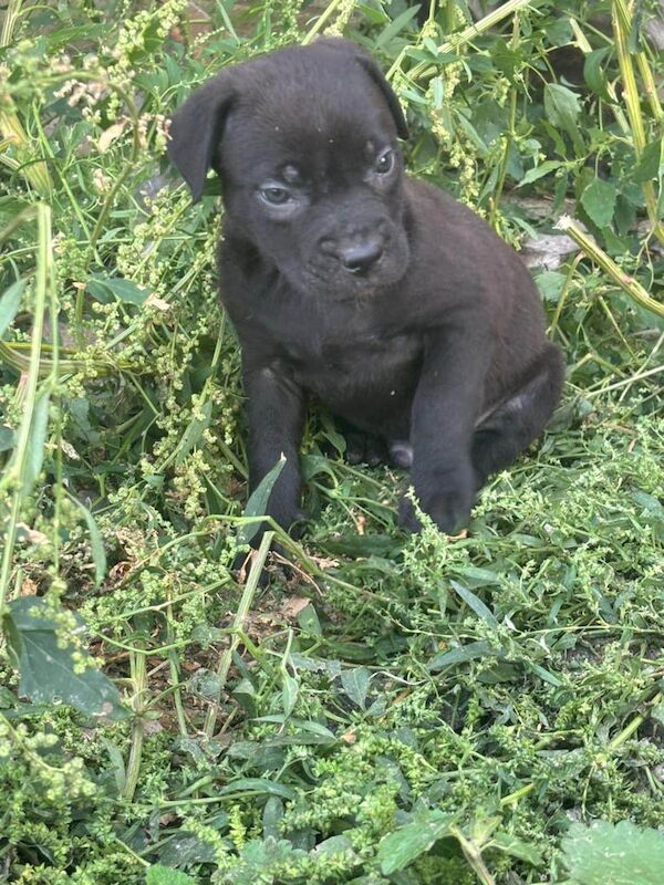 Cane Corso puppies for sale in Kidderminster, Worcestershire – 8 weeks old - Image 2 of 3