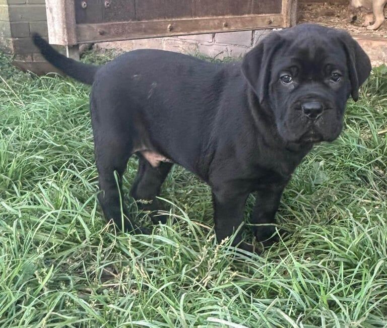 Cane Corso puppies for sale in Kidderminster, Worcestershire – 8 weeks old - Image 3 of 3