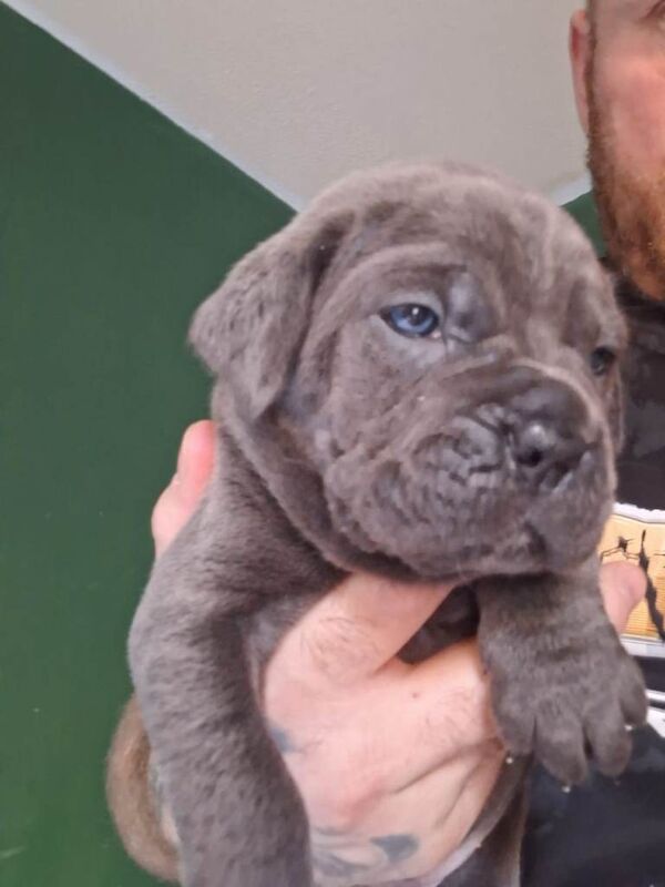 Cane Corso Puppies For Sale