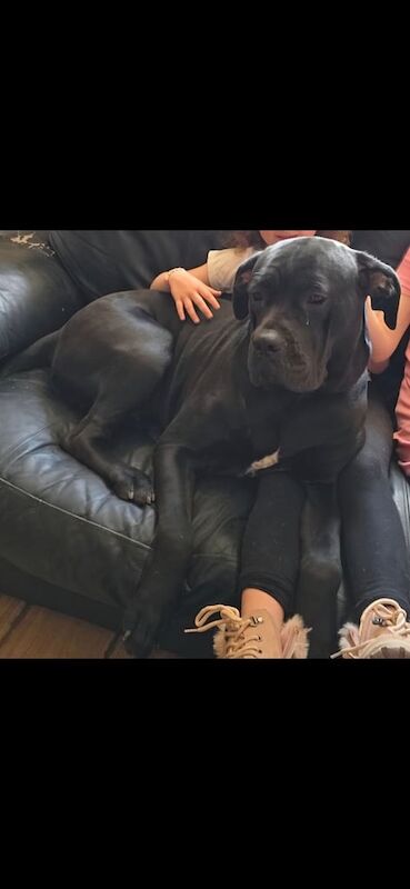 Cane Corso puppies for sale in Ashington, Northumberland – 1 week old
