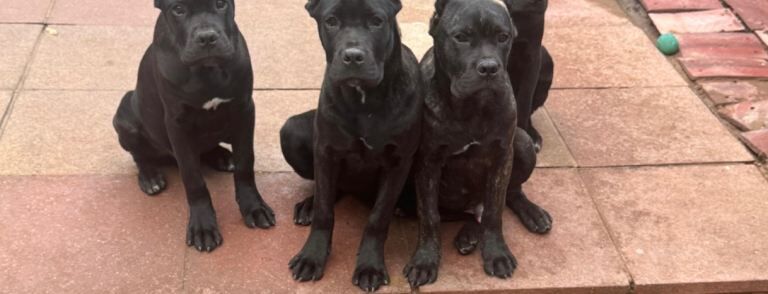 Cane Corso puppies for sale in North Acton, Greater London – 4 months old