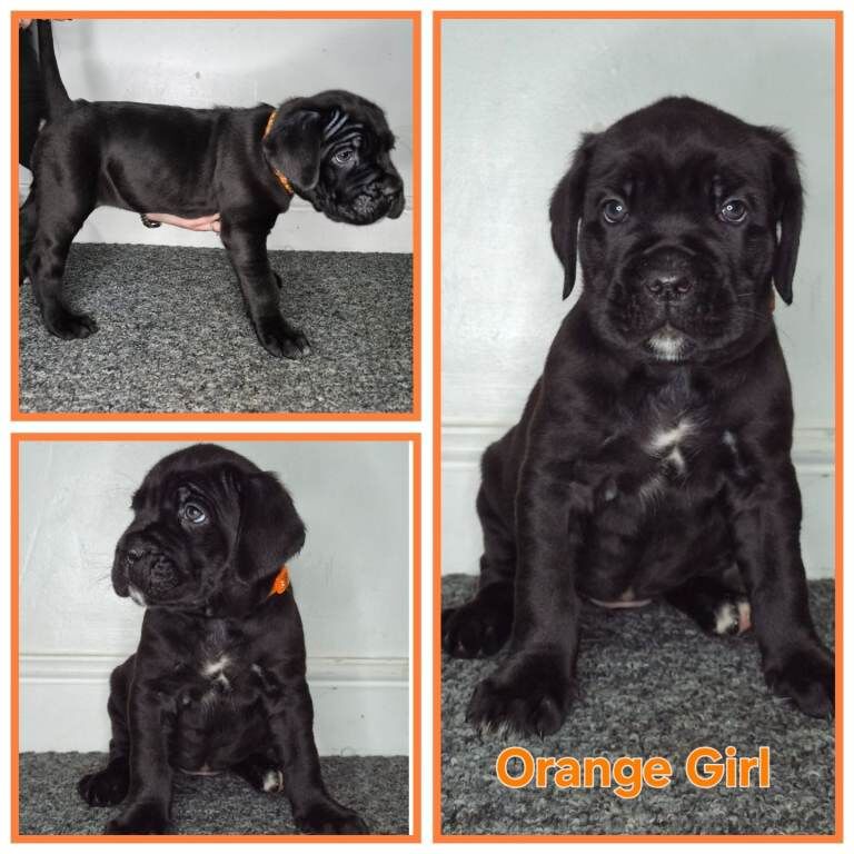 Cane Corso puppies for sale in Sheldon, West Midlands – 3 months old - Image 2 of 6