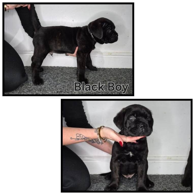 Cane Corso puppies for sale in Sheldon, West Midlands – 3 months old - Image 3 of 6