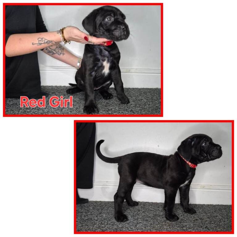 Cane Corso puppies for sale in Sheldon, West Midlands – 3 months old - Image 4 of 6