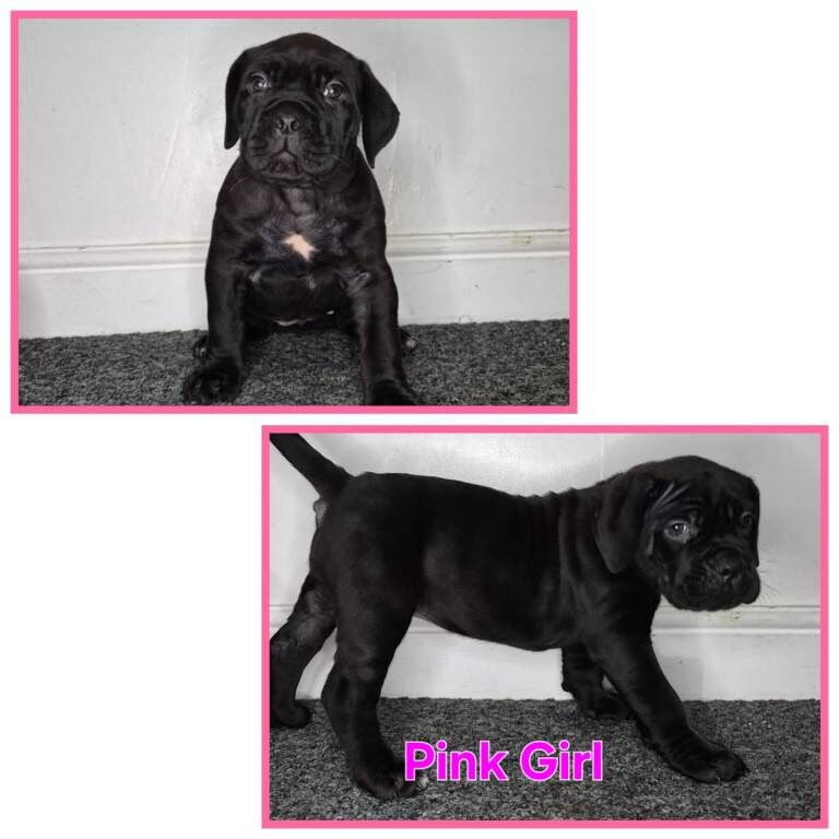 Cane Corso puppies for sale in Sheldon, West Midlands – 3 months old - Image 5 of 6