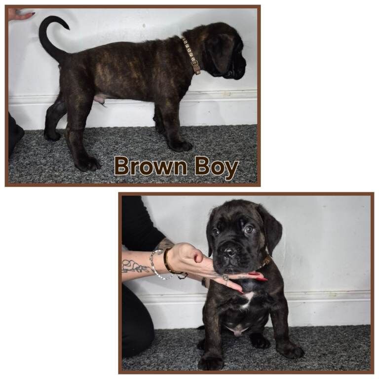 Cane Corso puppies for sale in Sheldon, West Midlands – 3 months old - Image 6 of 6
