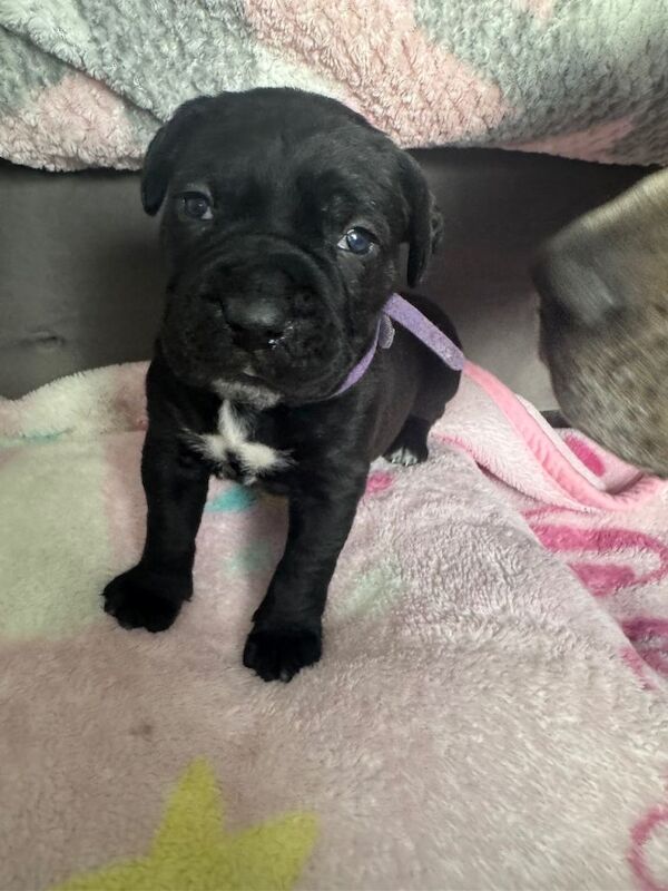 Cane corso pups