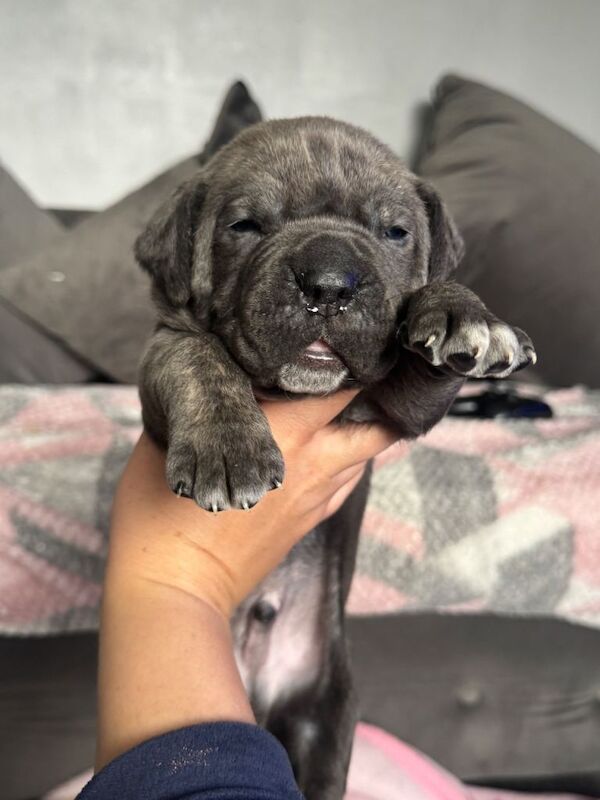 Cane corso pups - Image 3 of 4