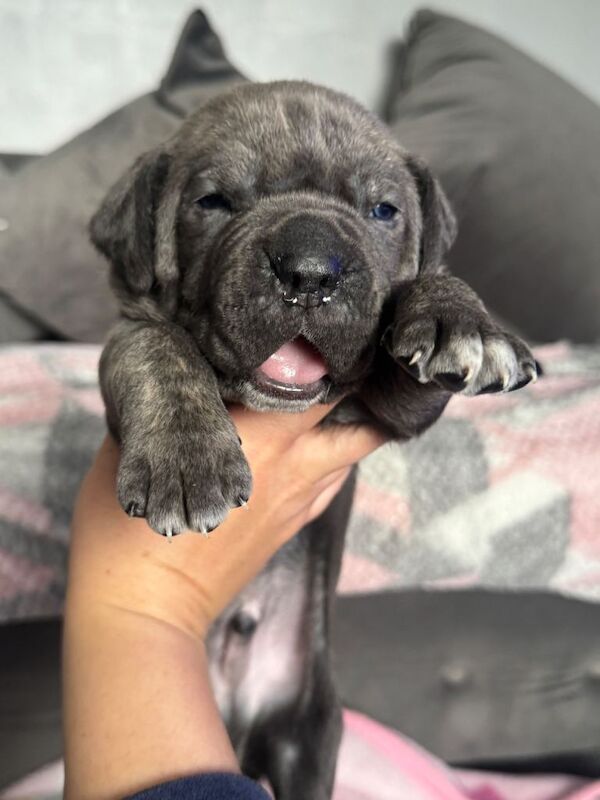 Cane corso pups - Image 4 of 4